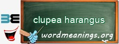 WordMeaning blackboard for clupea harangus